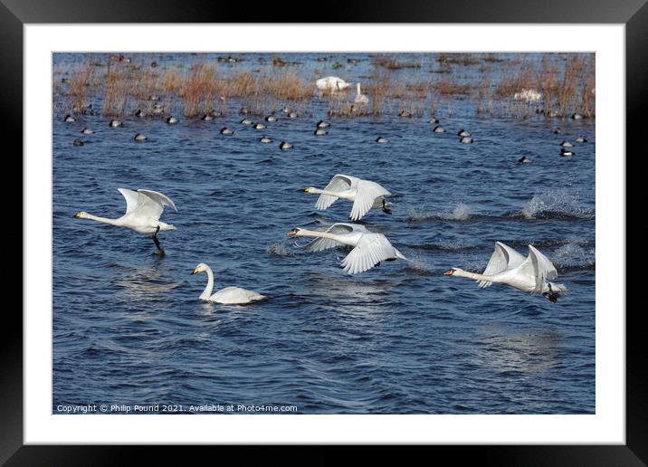 Whooper and Mute Swan taking off Framed Mounted Print by Philip Pound