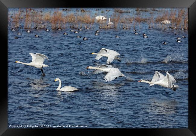 Whooper and Mute Swan taking off Framed Print by Philip Pound