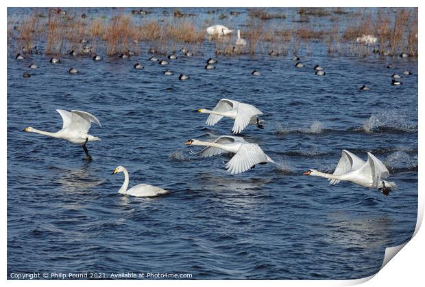 Whooper and Mute Swan taking off Print by Philip Pound