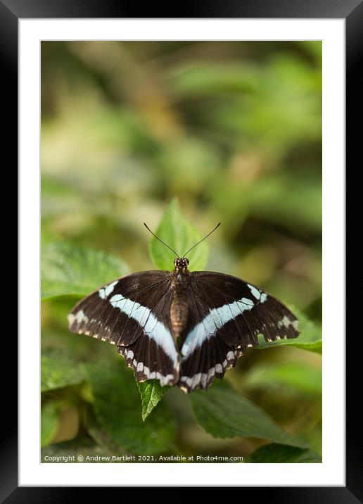Butterfly: African Banded. Papilio Niereus. Framed Mounted Print by Andrew Bartlett
