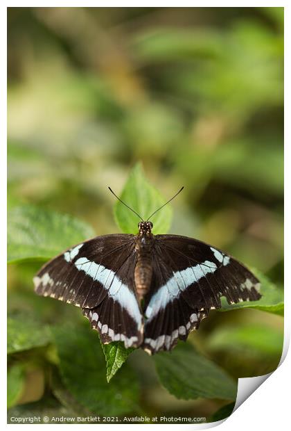 Butterfly: African Banded. Papilio Niereus. Print by Andrew Bartlett