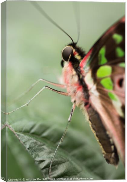 Butterfly: Tailed Jay. Graphium Agamemnon. Canvas Print by Andrew Bartlett