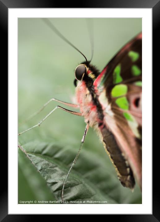 Butterfly: Tailed Jay. Graphium Agamemnon. Framed Mounted Print by Andrew Bartlett