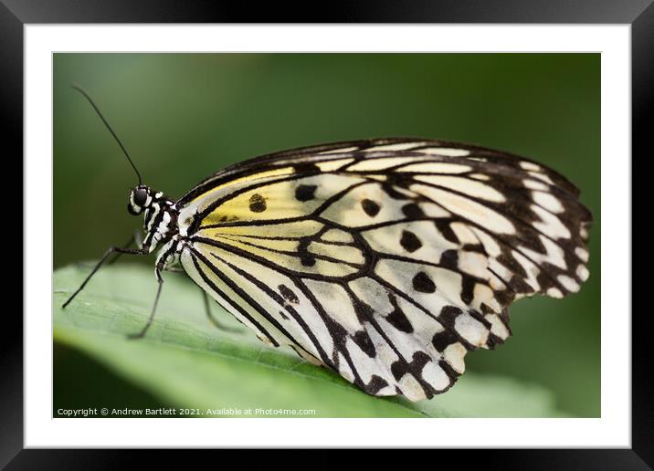 Butterfly: White Tree Nymph. Idea Leuconoe. Framed Mounted Print by Andrew Bartlett