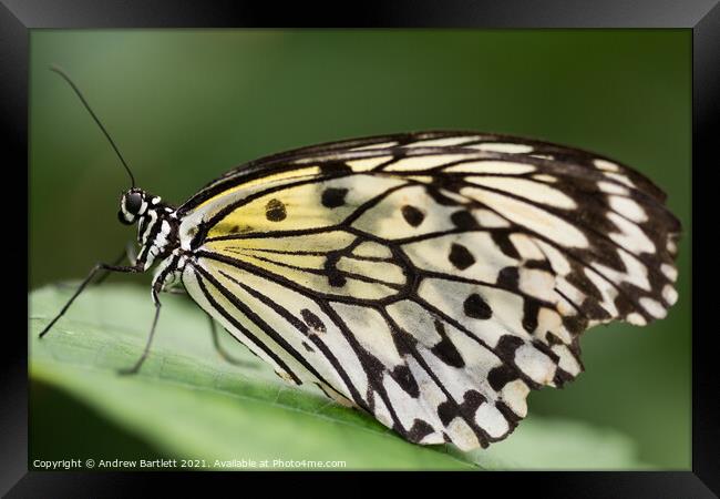 Butterfly: White Tree Nymph. Idea Leuconoe. Framed Print by Andrew Bartlett
