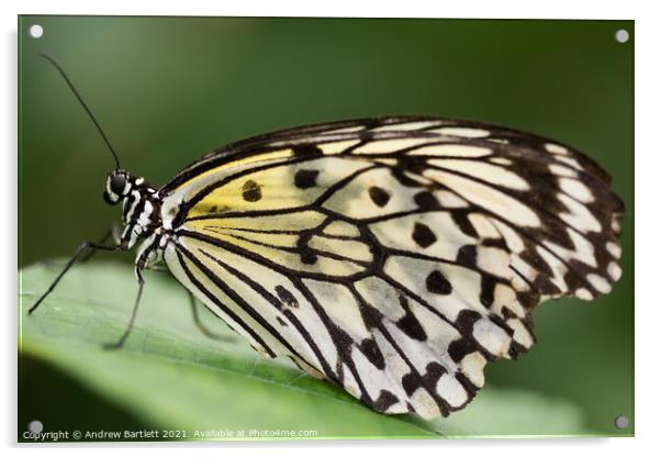 Butterfly: White Tree Nymph. Idea Leuconoe. Acrylic by Andrew Bartlett