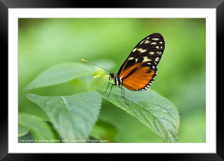 Tiger Longwing Butterfly Framed Mounted Print by Andrew Bartlett