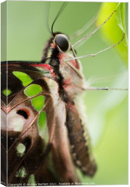 Graphium Agamemnon.  Tailed Jay Butterfly Canvas Print by Andrew Bartlett