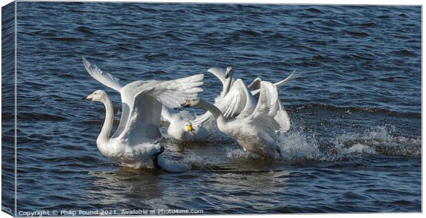 Whooper Swans Fighting Canvas Print by Philip Pound