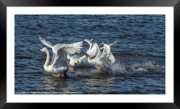 Whooper Swans Fighting Framed Mounted Print by Philip Pound
