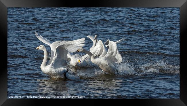 Whooper Swans Fighting Framed Print by Philip Pound