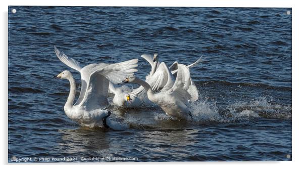 Whooper Swans Fighting Acrylic by Philip Pound