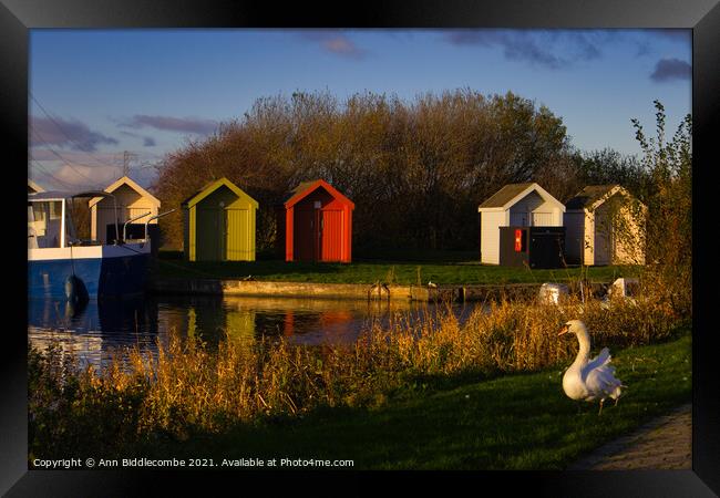 Lone swan on the canal bank in helix park Framed Print by Ann Biddlecombe
