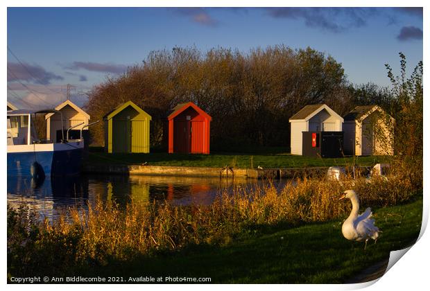 Lone swan on the canal bank in helix park Print by Ann Biddlecombe