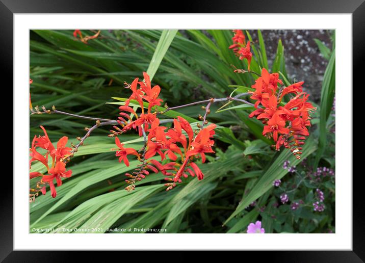 Red and Green Framed Mounted Print by Tom Gomez