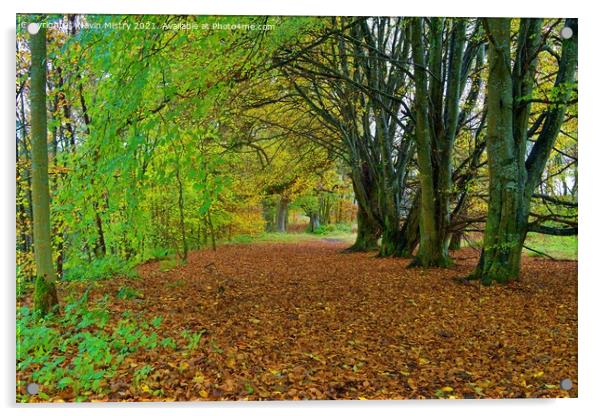 Birnam Walk seen in Autumn Acrylic by Navin Mistry