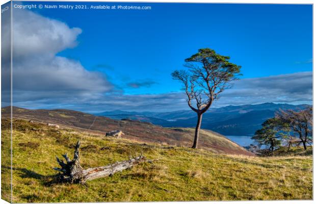 A lone scots pine tree  Canvas Print by Navin Mistry