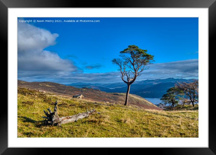 A lone scots pine tree  Framed Mounted Print by Navin Mistry