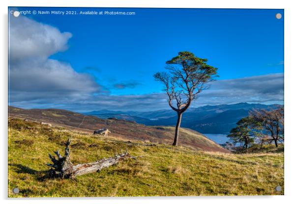 A lone scots pine tree  Acrylic by Navin Mistry