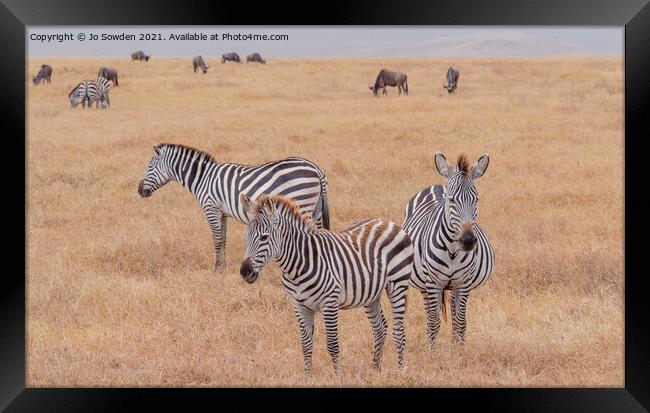 Three Zebras standing in the Serengeti Framed Print by Jo Sowden