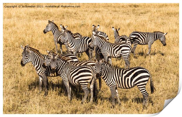 Zebras in the Serengeti Print by Jo Sowden