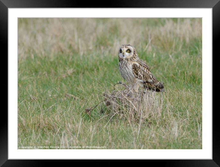 Short-eared owl on grass tuft Framed Mounted Print by Stephen Rennie