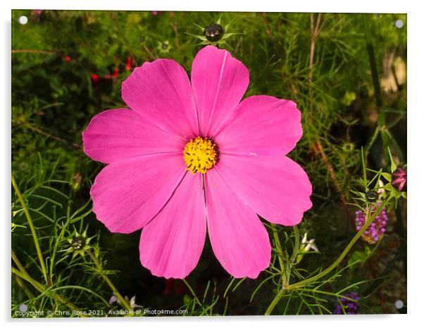 Pink Cosmos Acrylic by Chris Rose