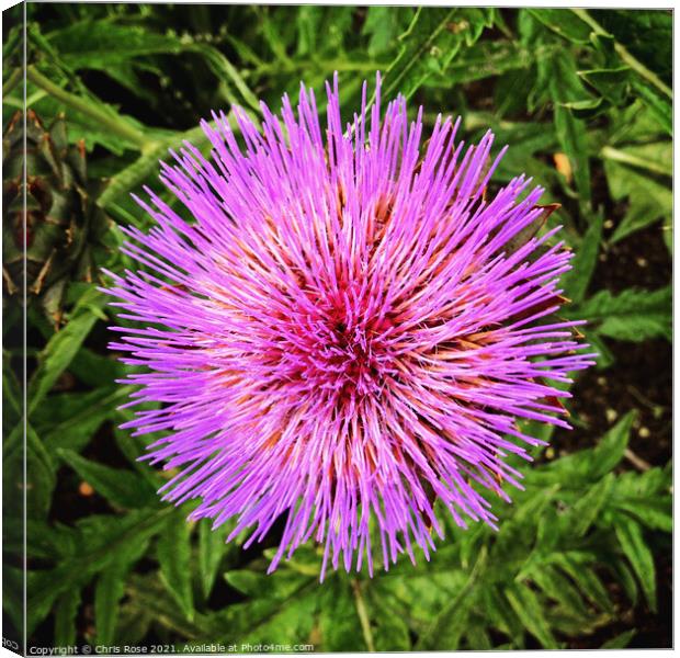 An artichoke flower from above Canvas Print by Chris Rose
