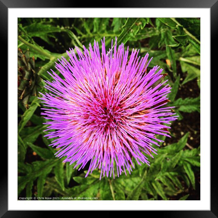 An artichoke flower from above Framed Mounted Print by Chris Rose