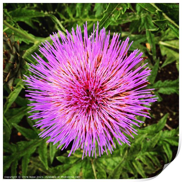 An artichoke flower from above Print by Chris Rose