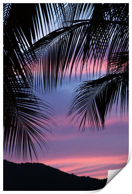 Silhouette of palm leaves Print by Jason Wells