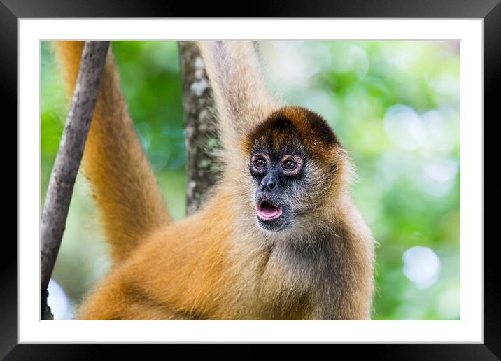 Spider monkey gazing into the distance Framed Mounted Print by Jason Wells