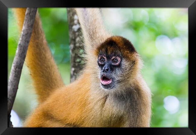 Spider monkey gazing into the distance Framed Print by Jason Wells