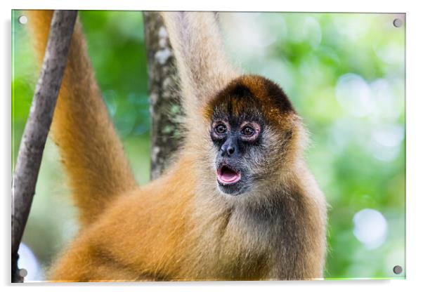 Spider monkey gazing into the distance Acrylic by Jason Wells