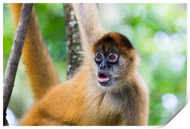 Spider monkey gazing into the distance Print by Jason Wells