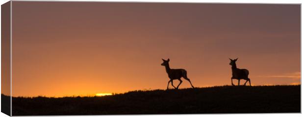 Red Deer and the Rising Sun Canvas Print by Macrae Images