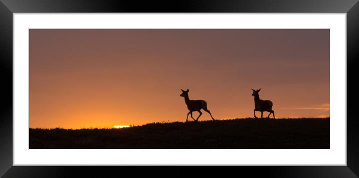Red Deer and the Rising Sun Framed Mounted Print by Macrae Images