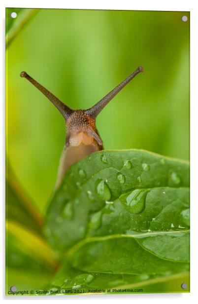 Cute garden snail long tentacles on leaf Acrylic by Simon Bratt LRPS