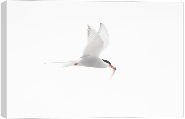 Arctic Tern in Flight Canvas Print by Arterra 