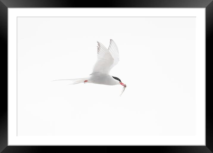 Arctic Tern in Flight Framed Mounted Print by Arterra 