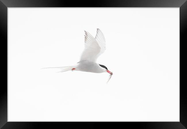Arctic Tern in Flight Framed Print by Arterra 