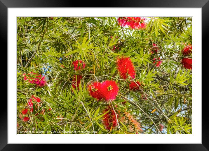 Red Bottle Brush Tree St Augustine Florida Framed Mounted Print by William Perry