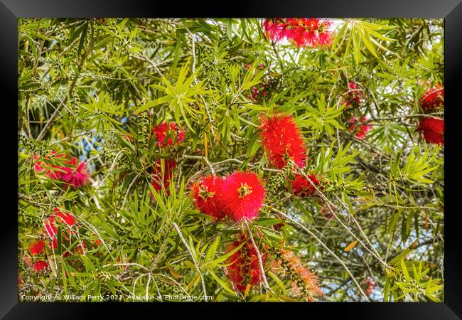 Red Bottle Brush Tree St Augustine Florida Framed Print by William Perry