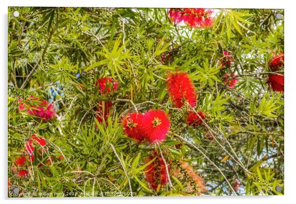 Red Bottle Brush Tree St Augustine Florida Acrylic by William Perry