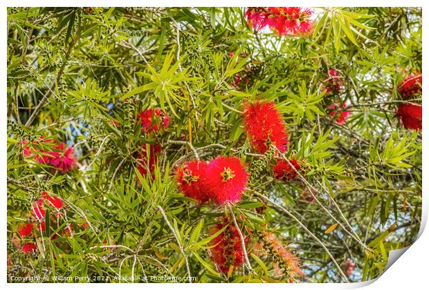 Red Bottle Brush Tree St Augustine Florida Print by William Perry
