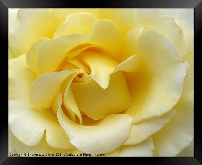 yellow rose Framed Print by Sharon Lisa Clarke