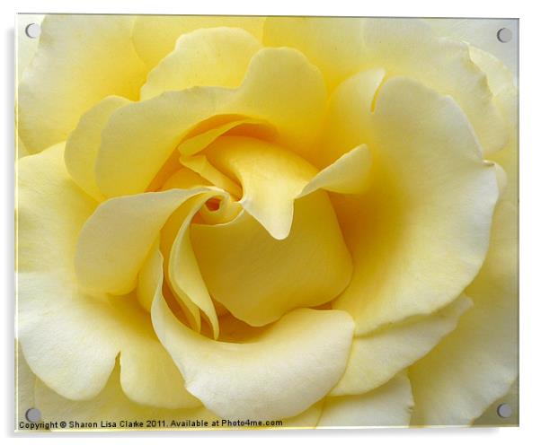 yellow rose Acrylic by Sharon Lisa Clarke