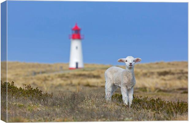 Lamb and Lighthouse Canvas Print by Arterra 
