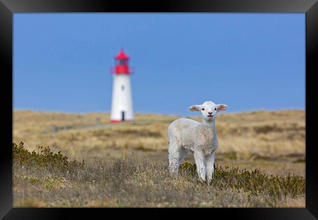 Lamb and Lighthouse Framed Print by Arterra 