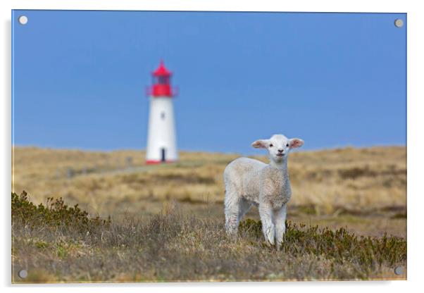 Lamb and Lighthouse Acrylic by Arterra 